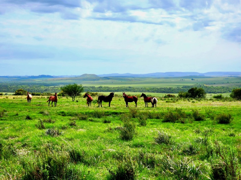 Biodiversidade