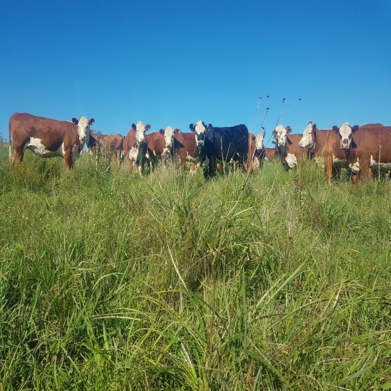 Campo Nativo