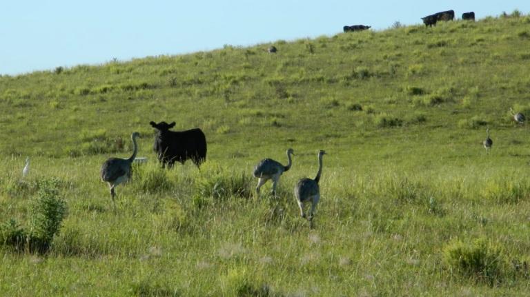 Fauna silvestre