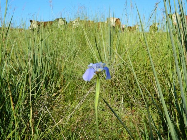 Flora nativa
