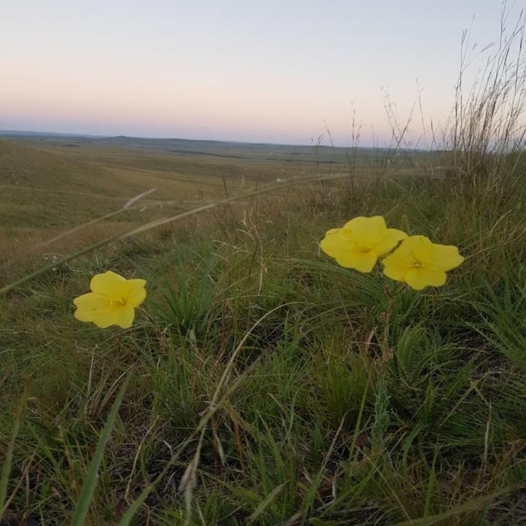 Flora nativa