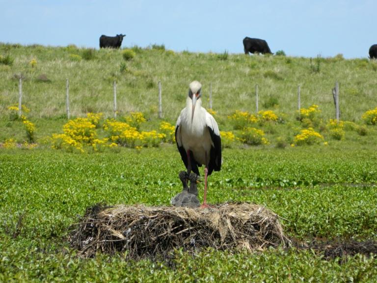 Biodiversidade